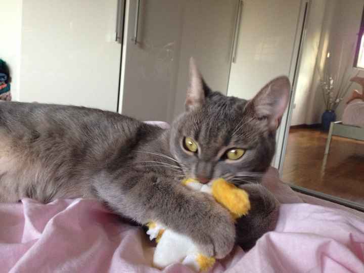 Too cute: i vostri amici animali - 1