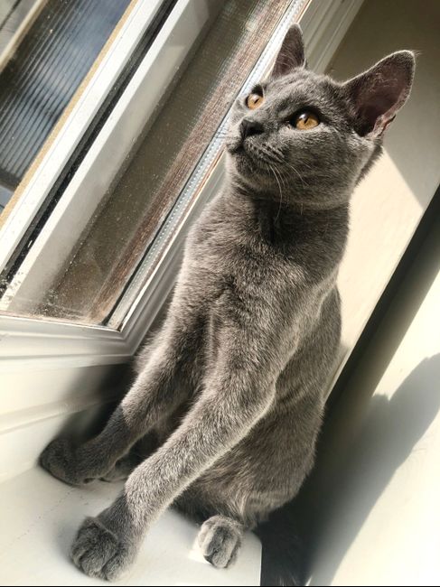 Foto con amici pelosetti 🐾 quante di voi? 9