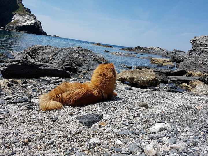 Cani al matrimonio - 2