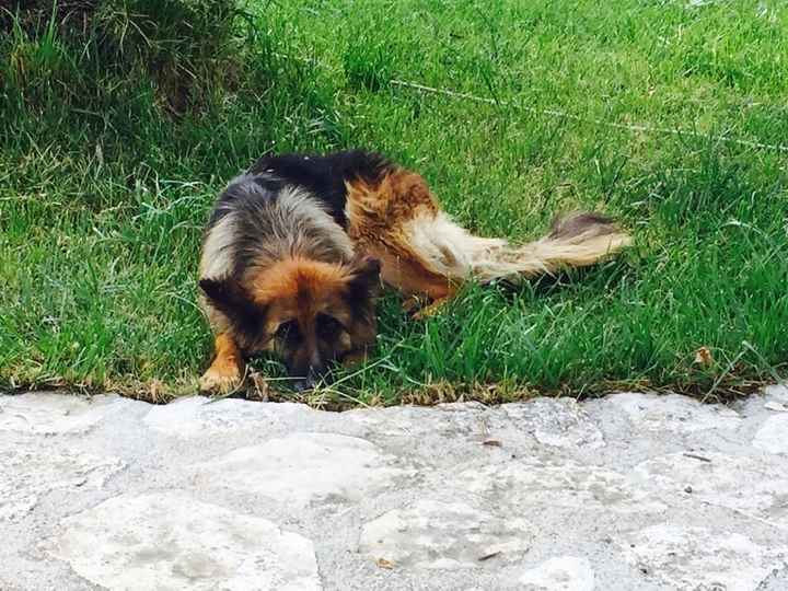 Le foto dei vostri animali - 4