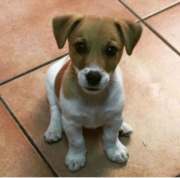 Cuccioli di casa... - 1