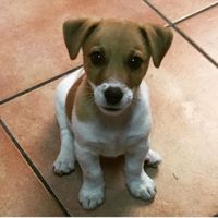 Animali domestici - 1