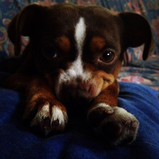 Collaboratori pelosi ❤️ - 1