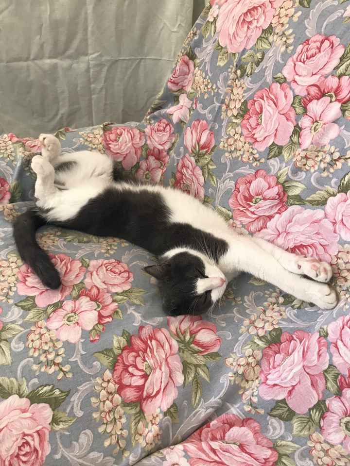  Matrimoni e animali! - 2