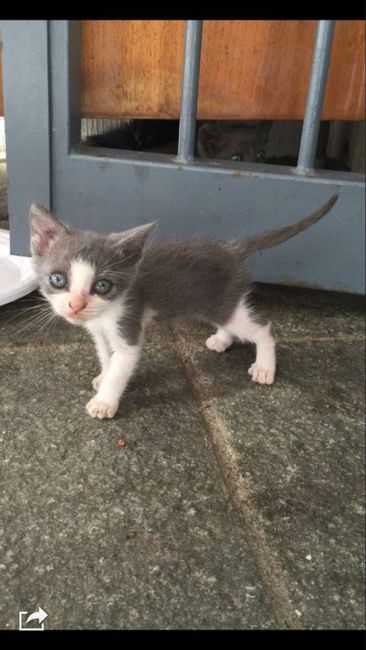  Matrimoni e animali! - 1