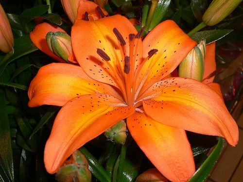 lilium