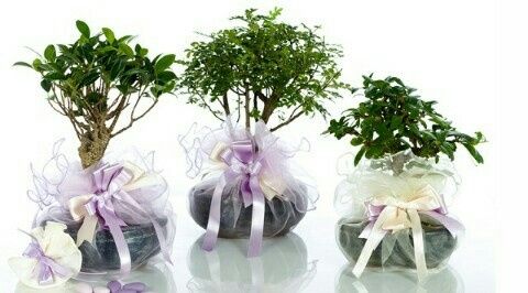 Curiosando nel mondo delle nozze- bomboniere - 11