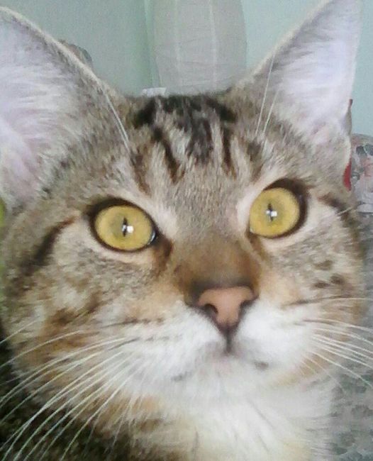 Vi presento nina! - 1