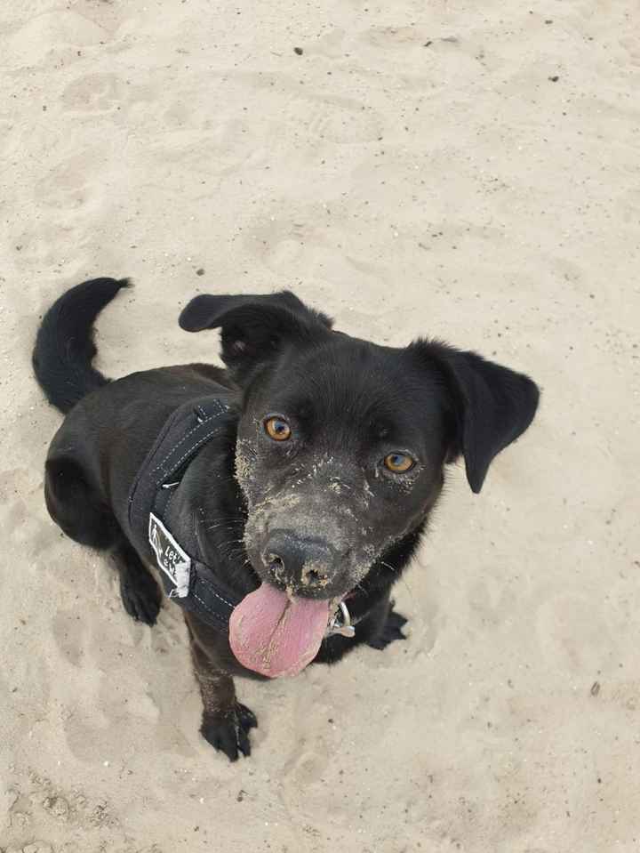 Animali domestici - 1