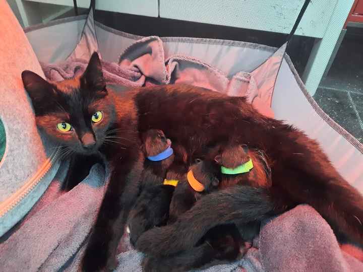 Animali domestici - 1