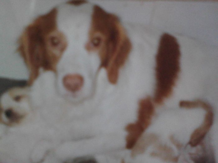 birba