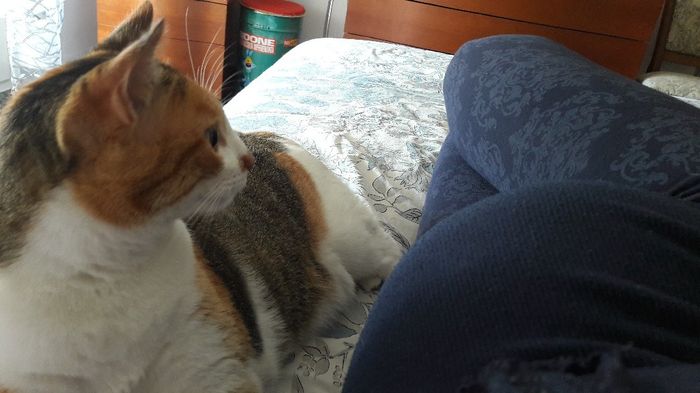 Amici pelosi e pance.. - 1