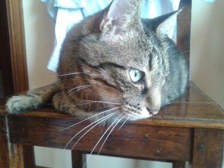 Oggi vi presento i nostri "mimmi" :) - 1