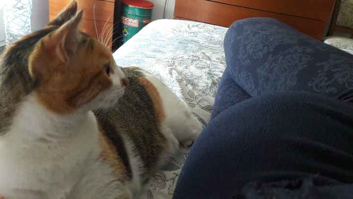 Amici pelosi e pance.. - 1