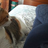 Amici pelosi e pance.. - 1