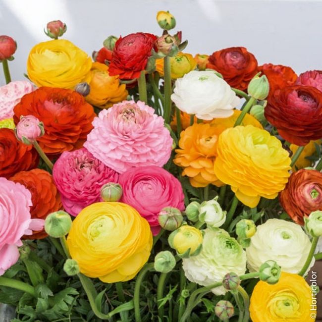 Stile e fiori: scopri quelli delle tue nozze - il risultato 1