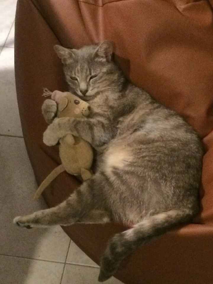 Vivere anche con un amico a quattro zampe... - 1