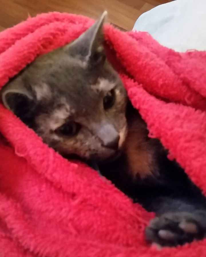 Piccolo giochino: postiamo i nostri baci con i nostri amici a 4 zampe - 1