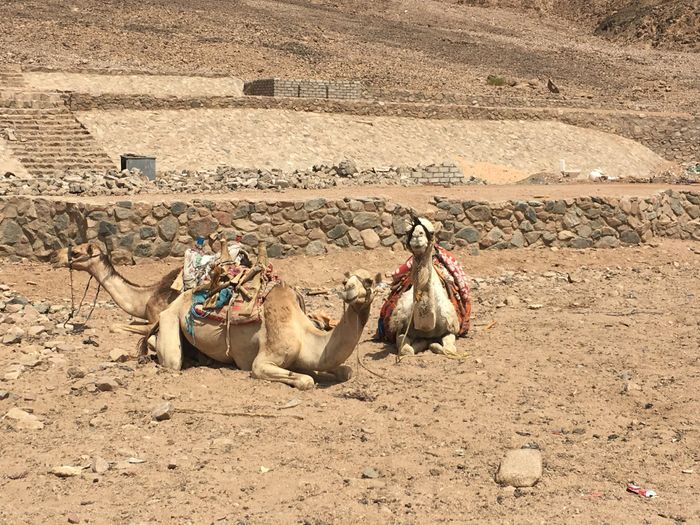 Sharm che sorpresa 😮 - 1