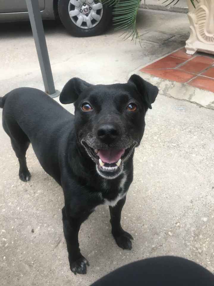  i nostri amici pelosi... - 1