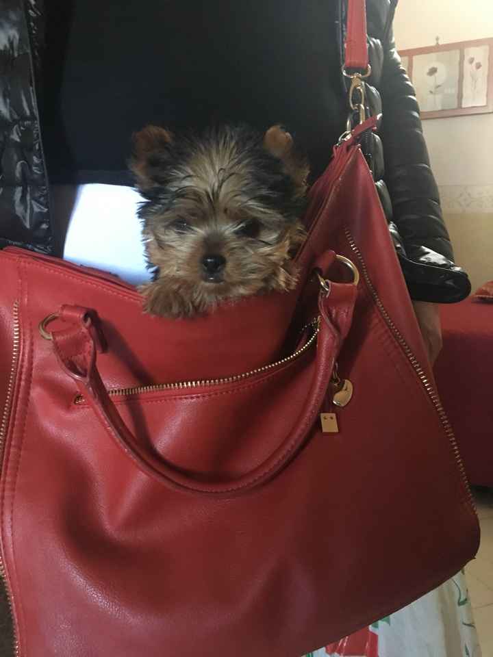  i nostri amici pelosi... - 2