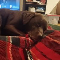 Avete un animale domestico? - 1