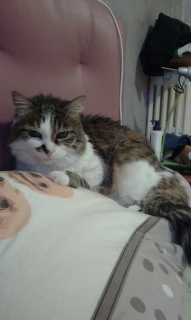 Convivenze pelose!🐶🐱🐹🐰 - 1