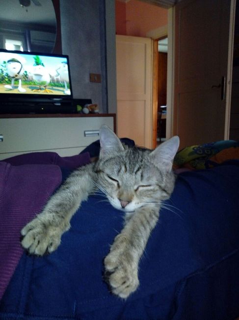 Convivenze pelose!🐶🐱🐹🐰 - 2