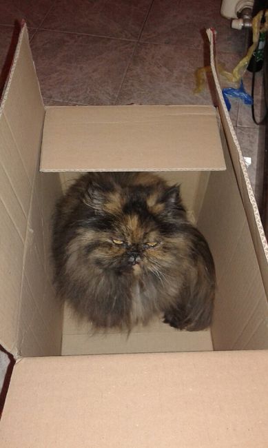 Convivenze pelose!🐶🐱🐹🐰 - 4