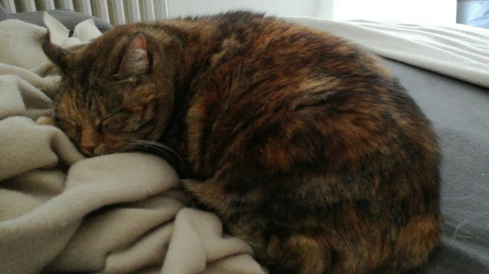 Convivenze pelose!🐶🐱🐹🐰 - 1