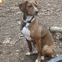 Convivenze pelose!🐶🐱🐹🐰 - 3