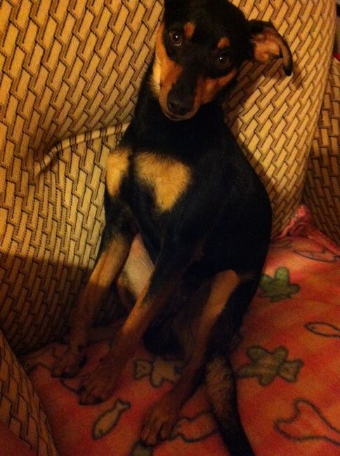 My bulldog inglese 1