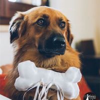 Mi fate vedere il vostro portafedi?? - 1