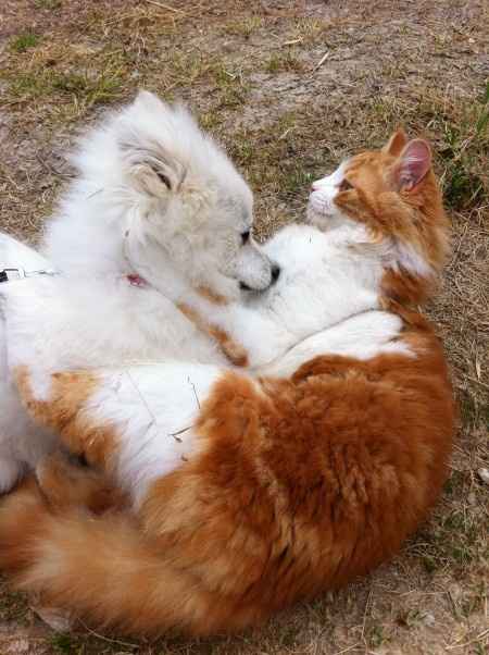 come un cane ed un gatto