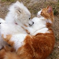 come un cane ed un gatto