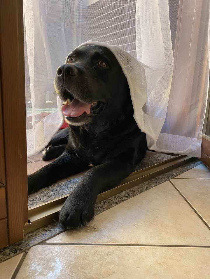 Animali domestici 🐕 🐱 - 1