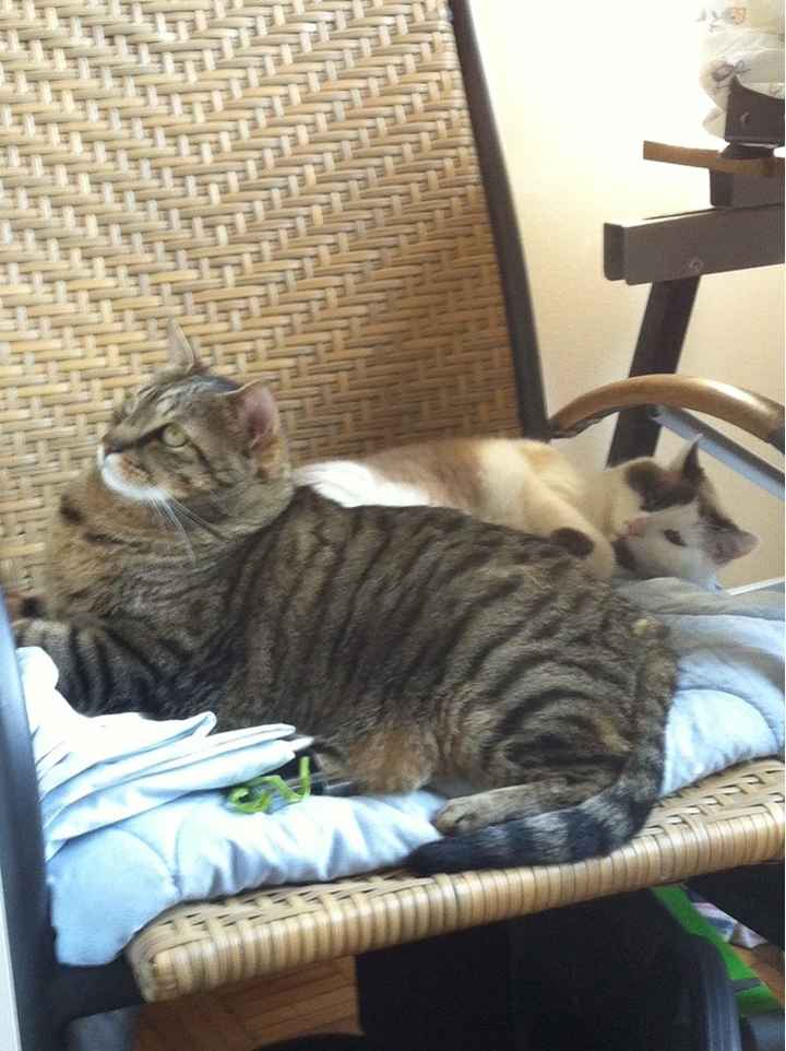 La foto col peloso di famiglia :) - 1