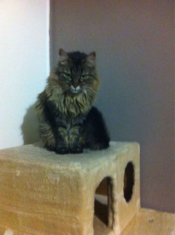 La foto col peloso di famiglia :) - 2