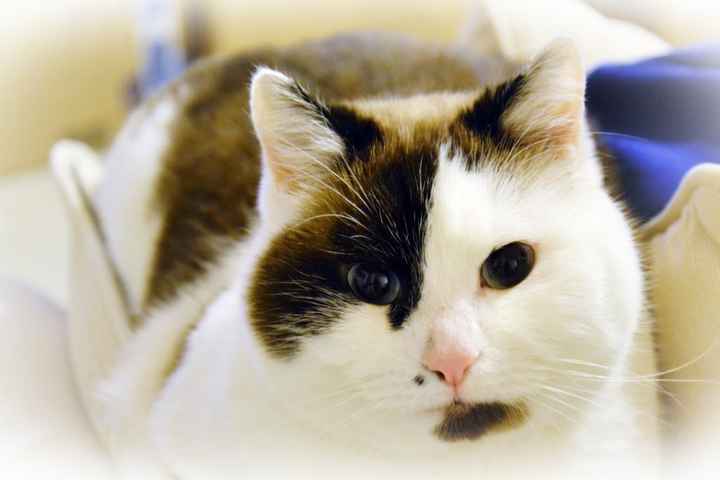 Bomboniere matrimonio tema gatto - 1