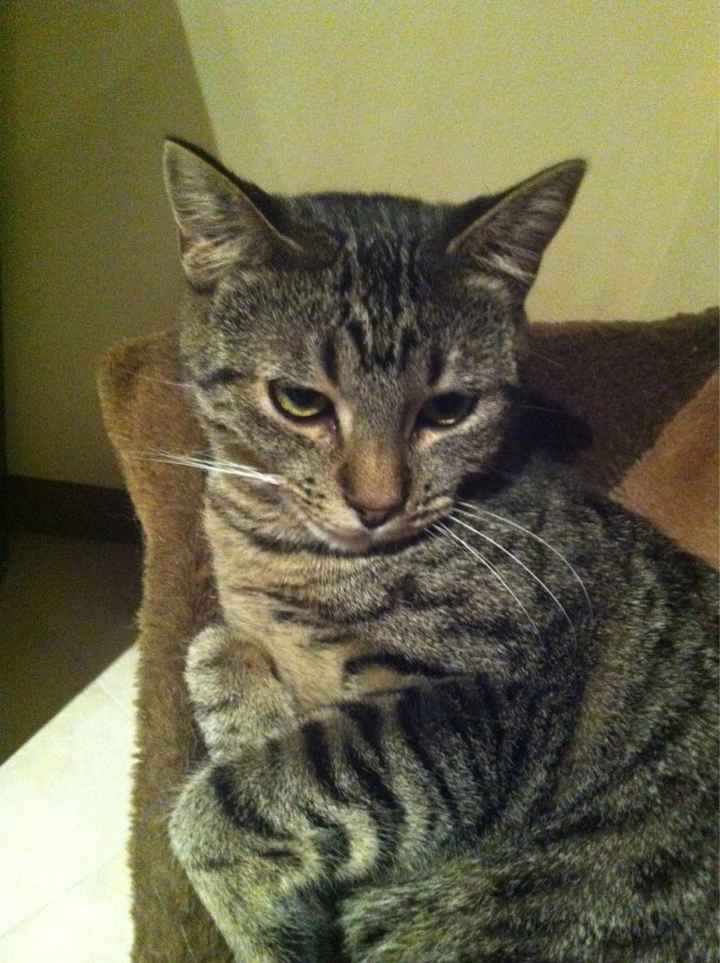 Bomboniere matrimonio tema gatto - 2