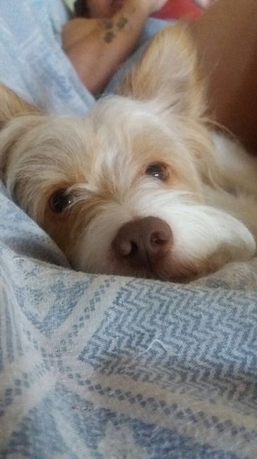 Nozze con amici a 4 zampe - 1