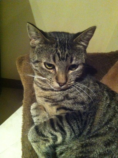 Bomboniere matrimonio tema gatto - 2