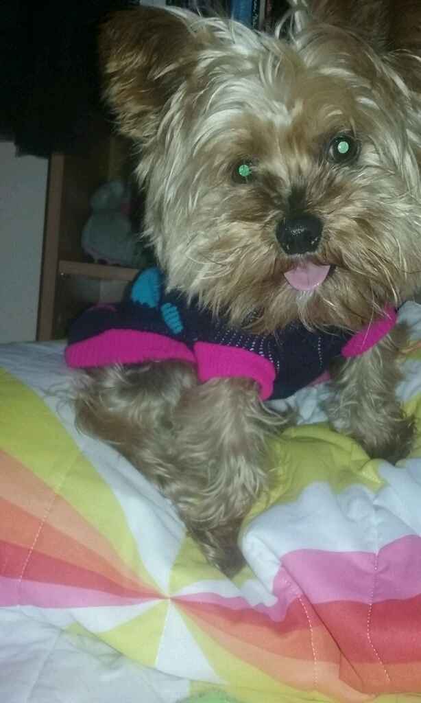 I nostri amici a 4 zampe - 1