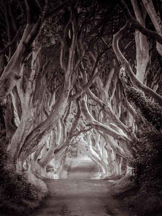 Chi sara' il vostro fotografo? - 2