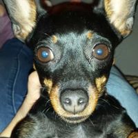 I nostri amici animali.. - 1