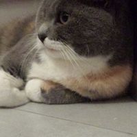 I nostri amici animali.. - 3