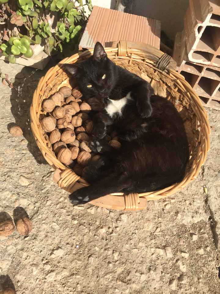 Avete un animale domestico? - 1