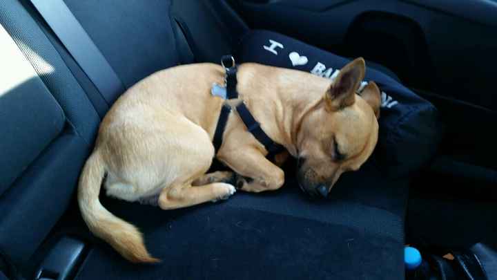 Too cute: i vostri amici animali - 1