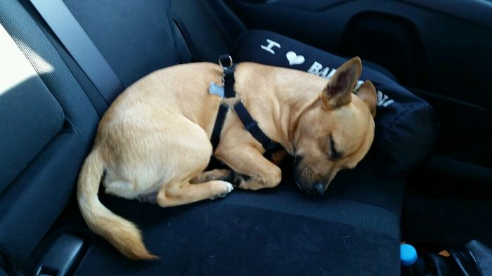 Too cute: i vostri amici animali - 1