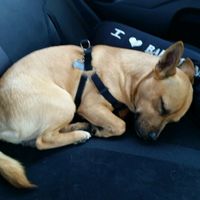 Too cute: i vostri amici animali - 1